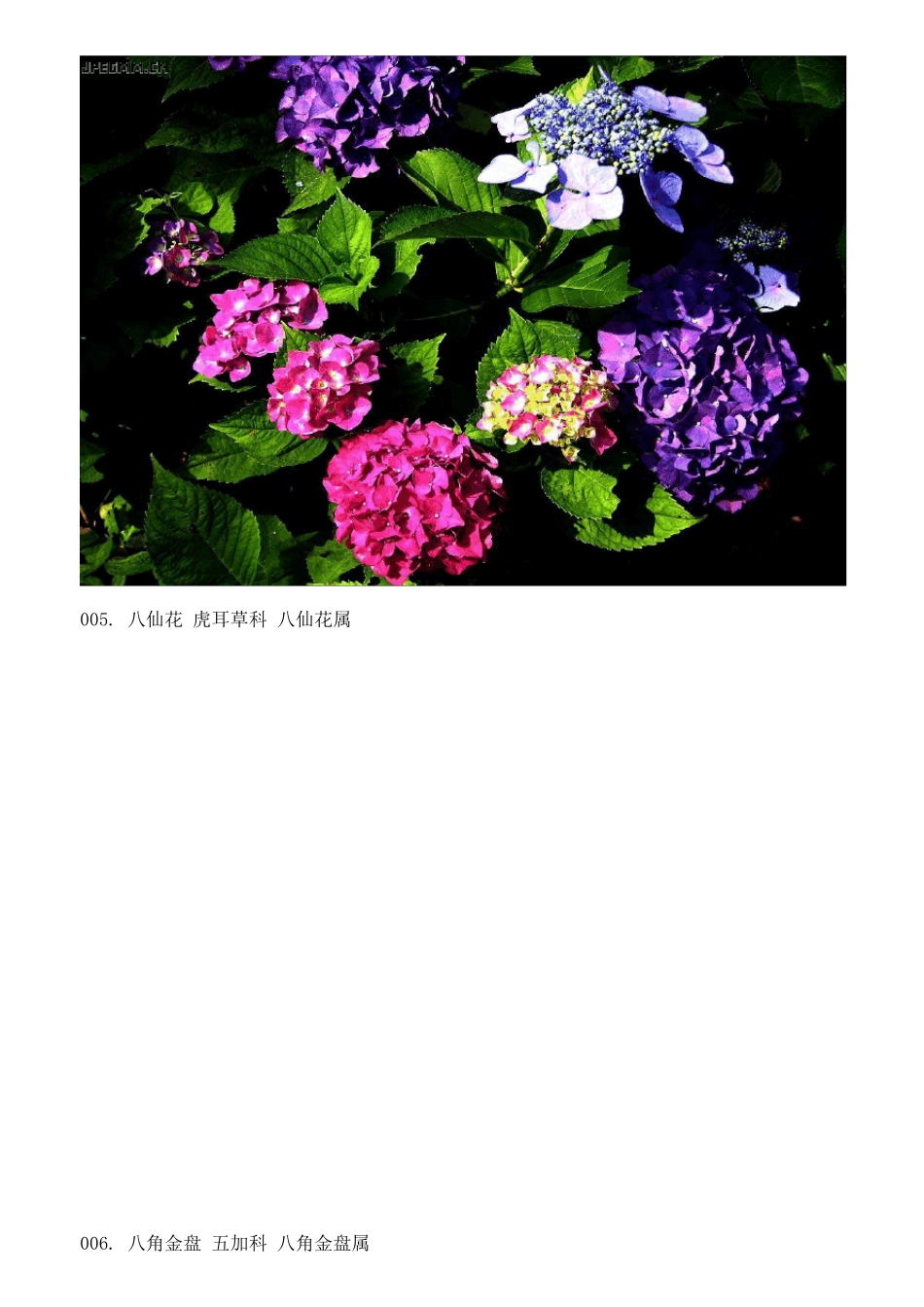 130余种常见植物图片_第3页