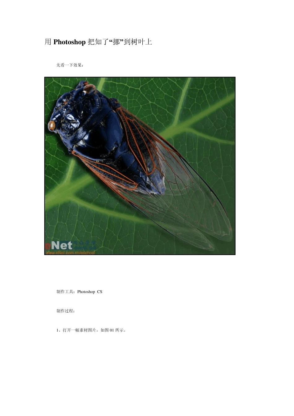 Photoshop作图技巧ps教程用Photoshop把知了“挪”到树叶上_第1页