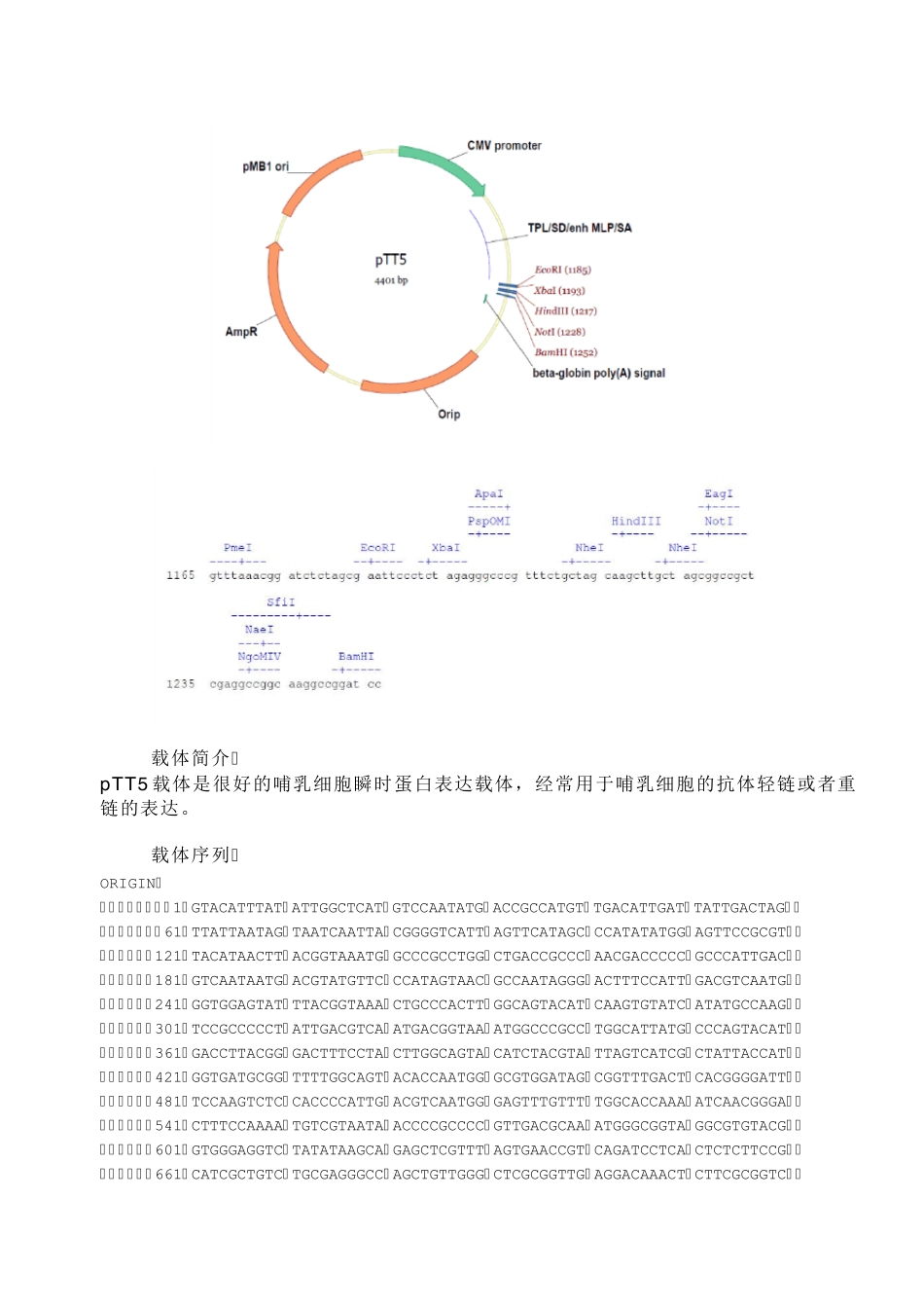 pTT5哺乳动物表达载体说明_第2页