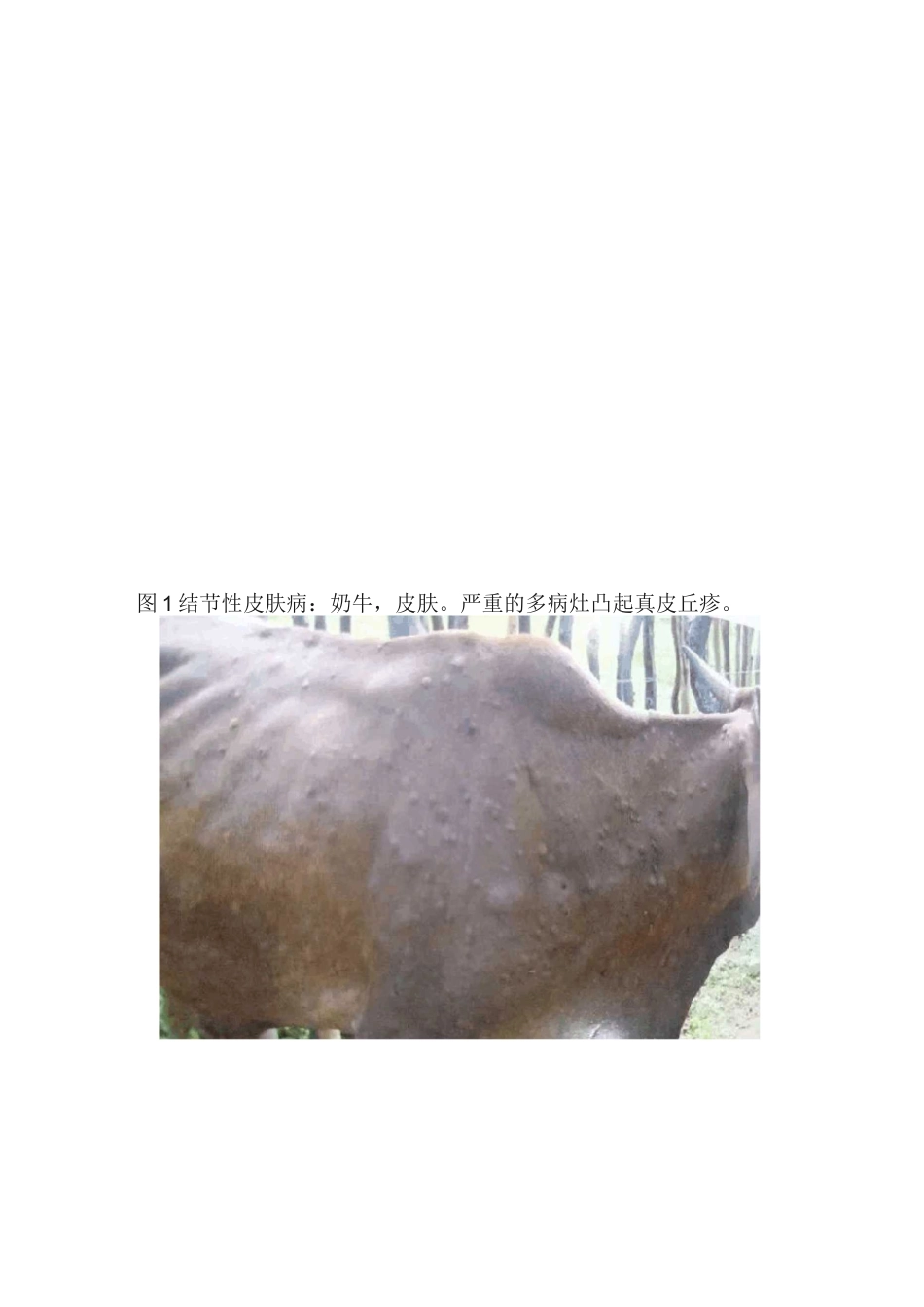 牛结节性皮肤病的诊断与防控_第3页