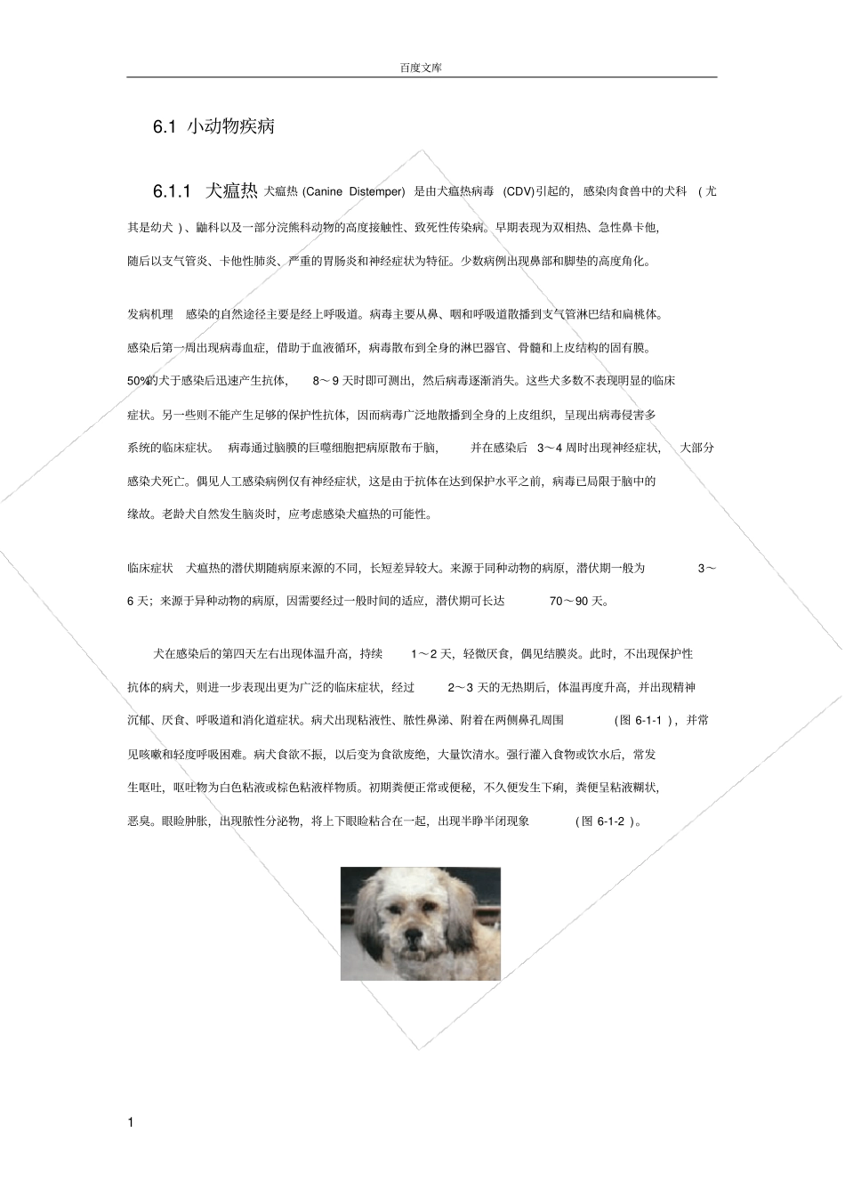小动物疾病宠物诊治必备_第1页