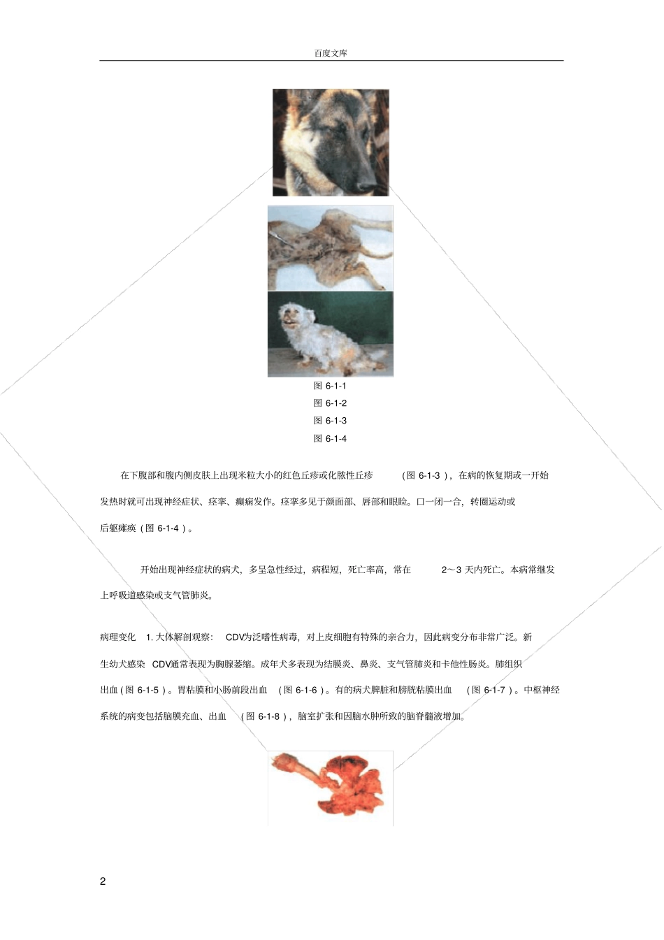 小动物疾病宠物诊治必备_第2页