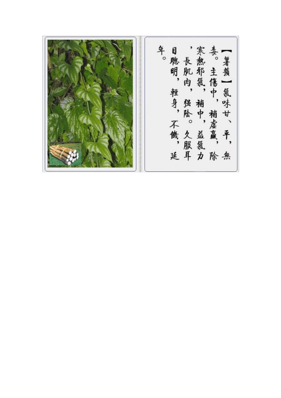 中草药图谱(图文)_第3页