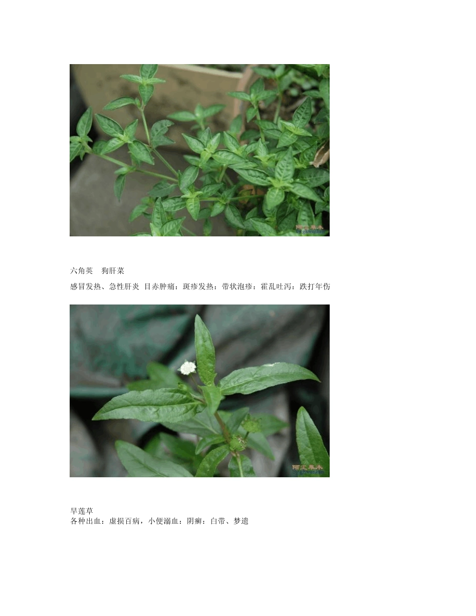 中草药新医疗法处方集_第3页