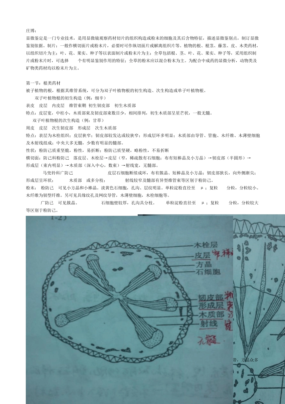 中药显微鉴定_第1页