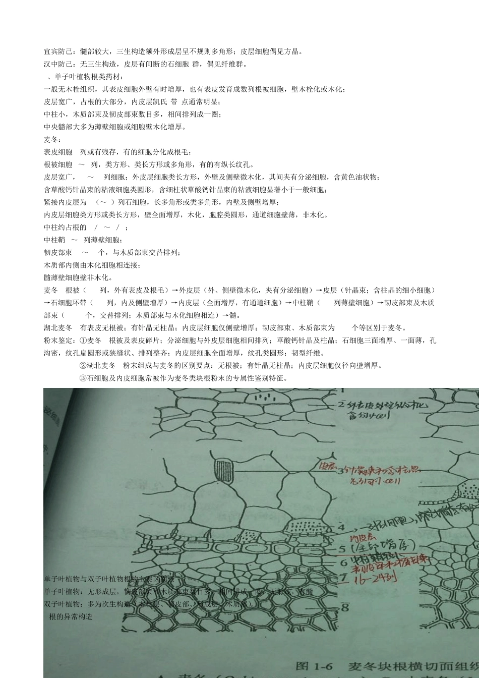 中药显微鉴定_第2页