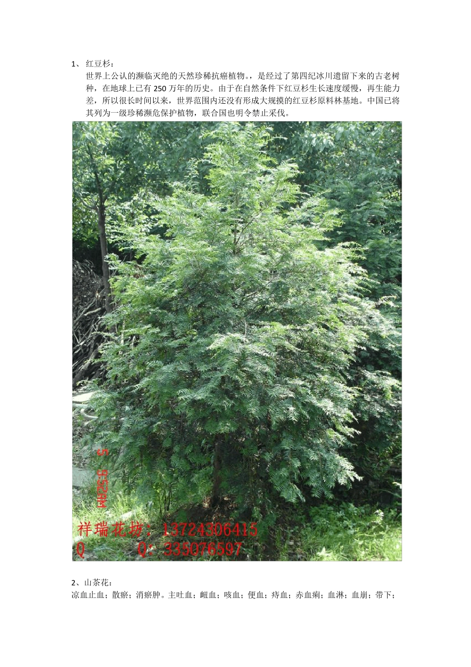 养生花卉(净化空气,对身体有益的花卉、盆栽)_第1页