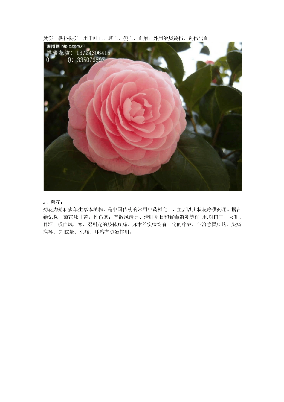 养生花卉(净化空气,对身体有益的花卉、盆栽)_第2页