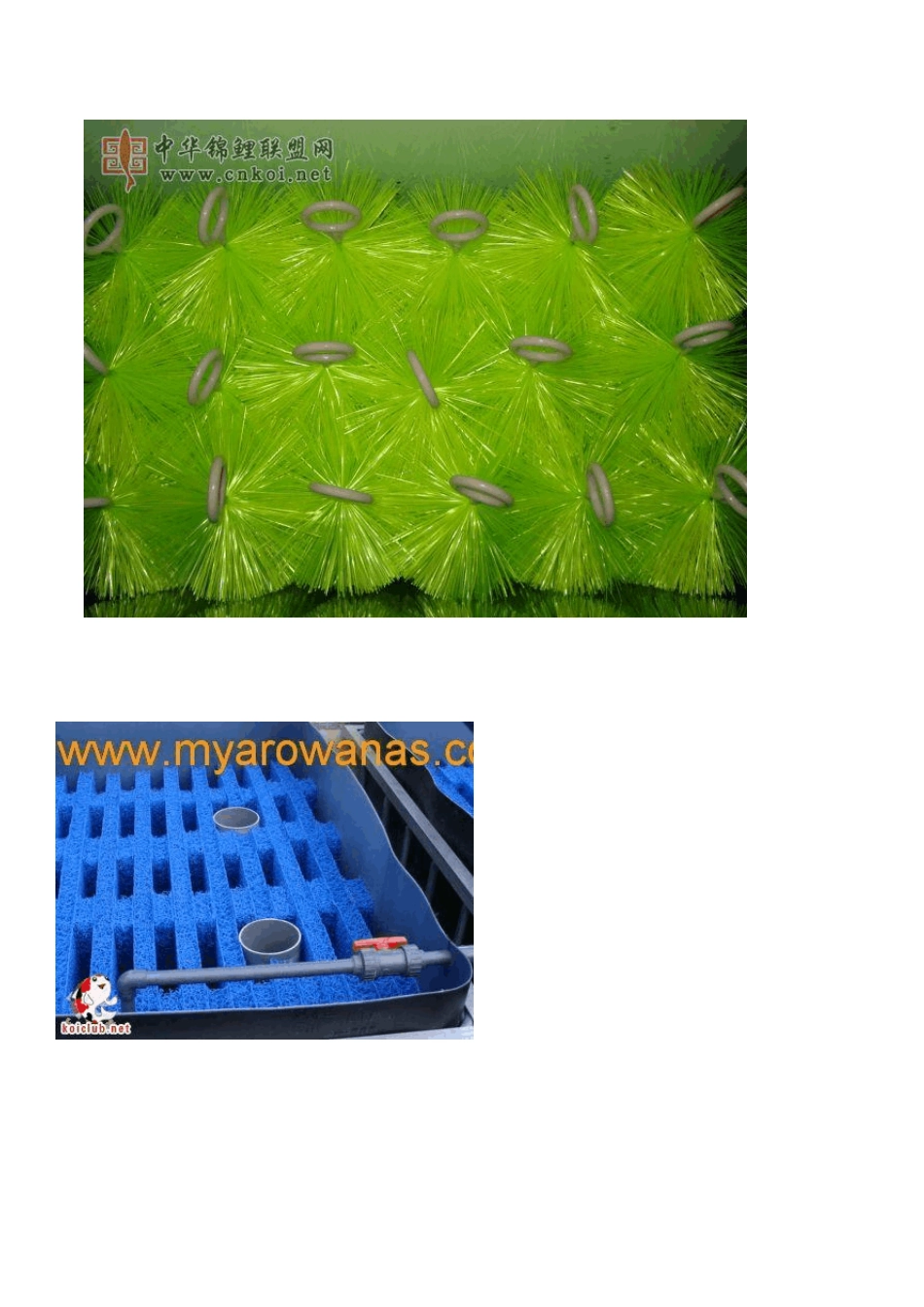 养锦鲤的水处理方法_第1页