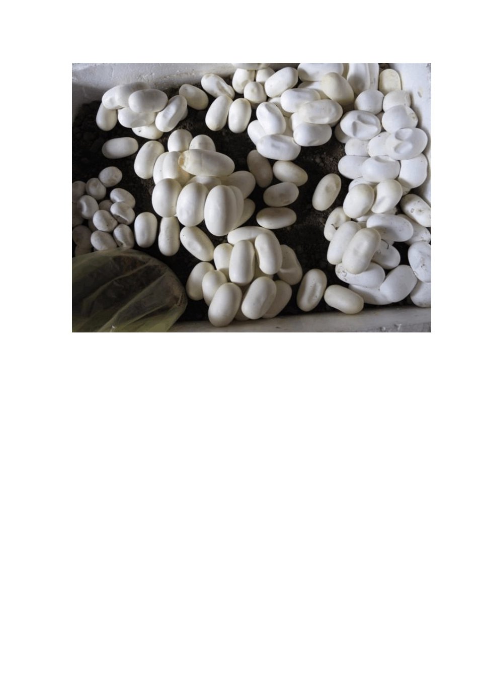 养蛇新手必看资料_第2页