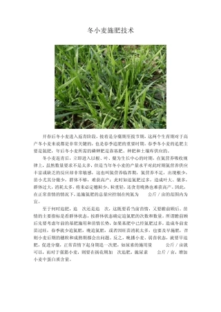 冬小麦施肥技术