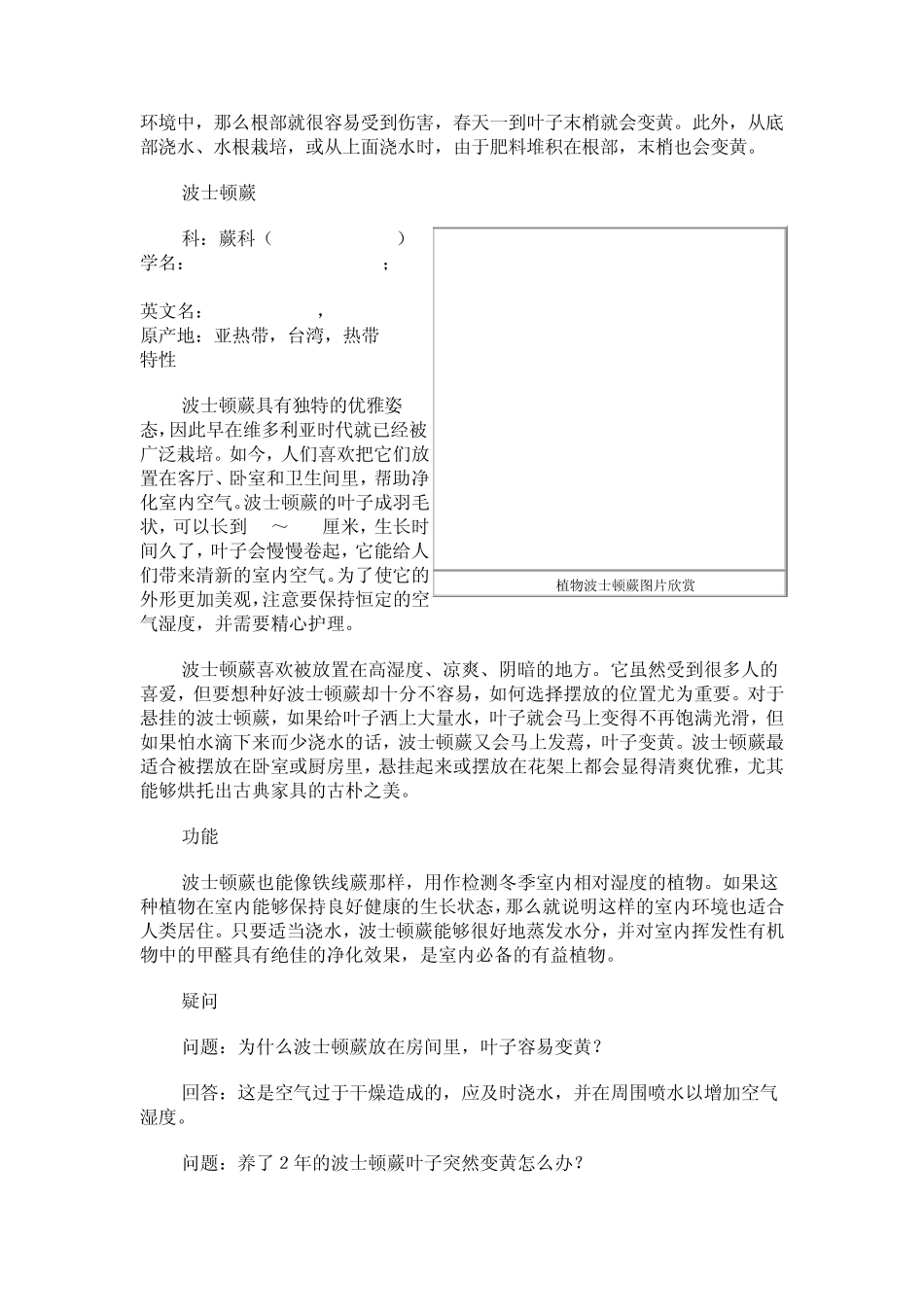 净化空气的花卉室内净化空气的植物汇总_第2页