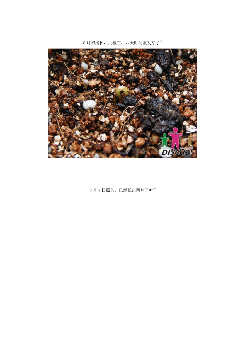 凤仙花观察日记_第2页