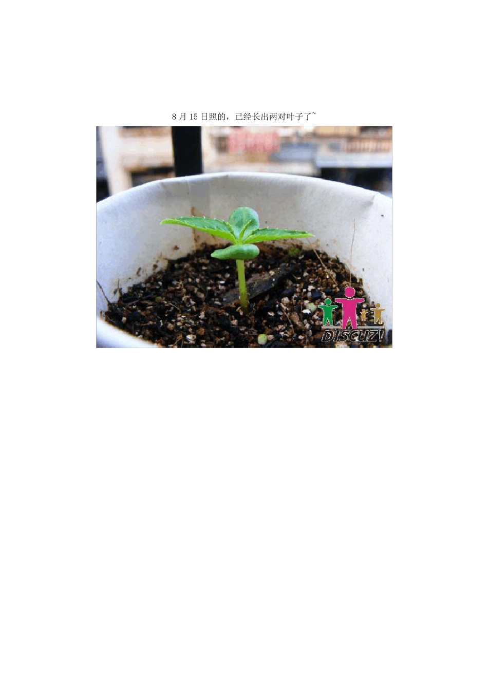 凤仙花观察日记_第3页