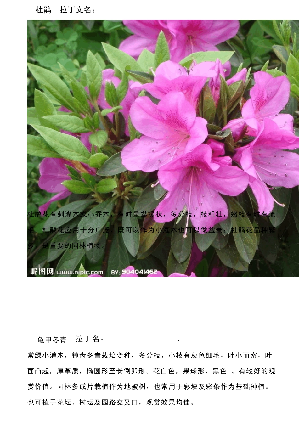 地被植物植物_第2页