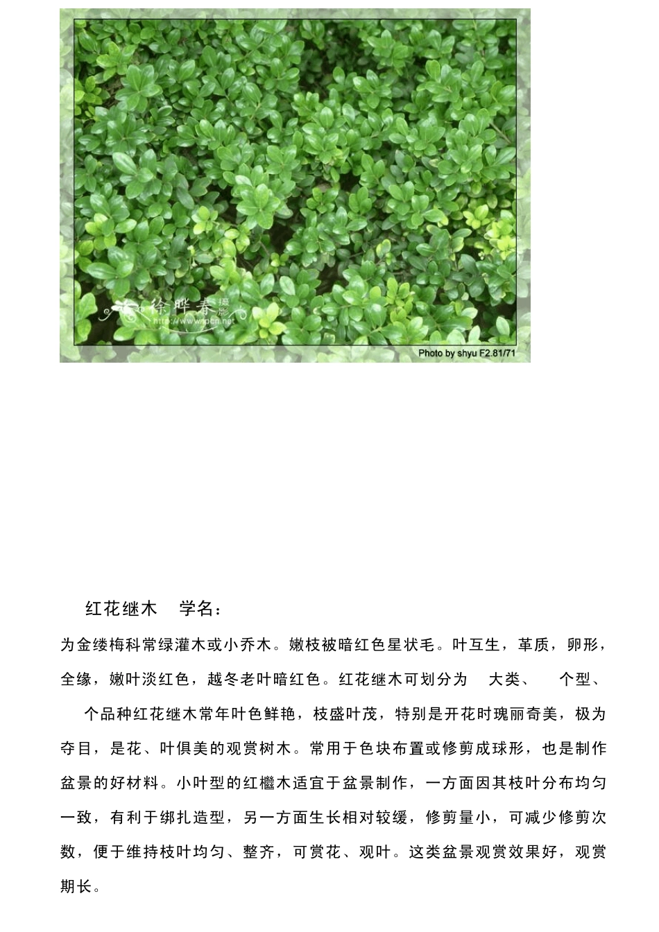 地被植物植物_第3页