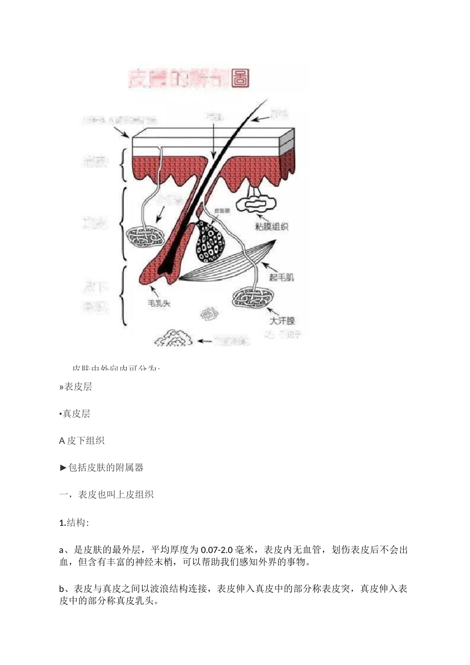史上最完整版皮肤生理学_第2页