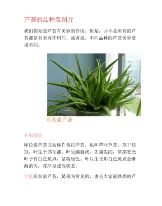芦荟的品种及图片