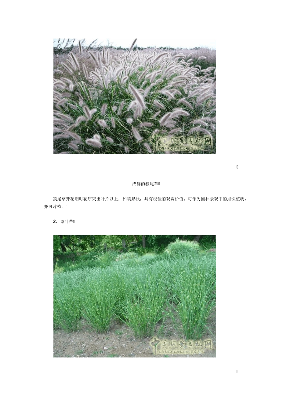 新优园林植物系列展示观赏草_第3页