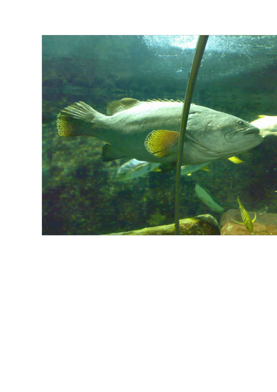 海鲜的种类汇总_第2页