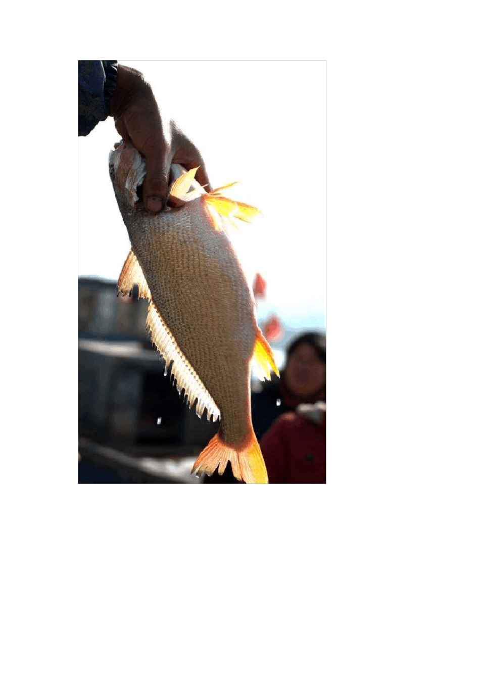 海鲜的种类汇总_第3页