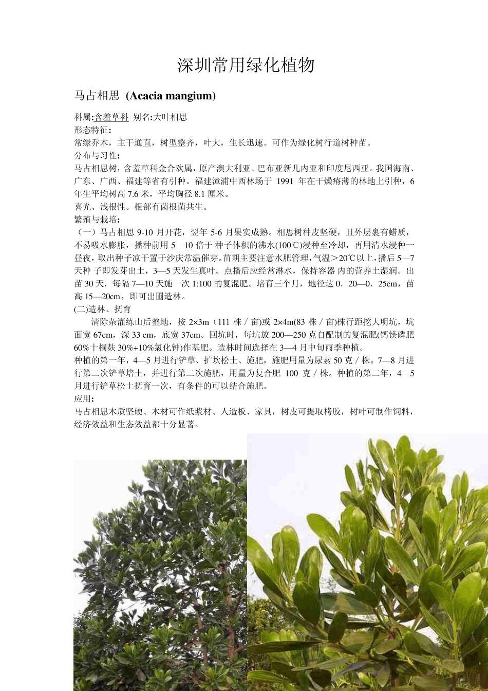 深圳常用绿化植物_第1页