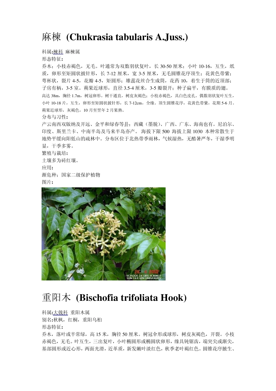 深圳常用绿化植物_第2页