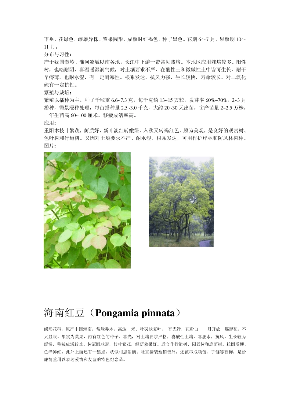 深圳常用绿化植物_第3页