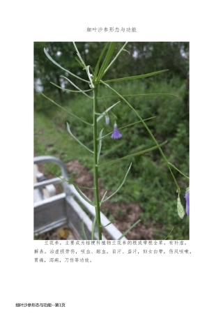 细叶沙参形态与功能