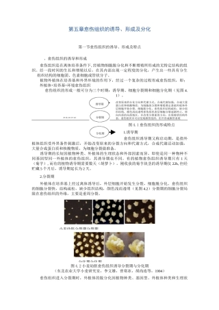 愈伤组织的诱导形成及分化