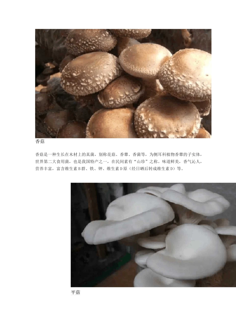 蘑菇种类及图片大全_第2页