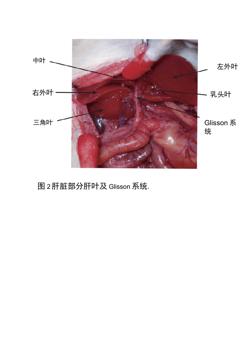 (完整版)大鼠肝脏解剖图解_第2页