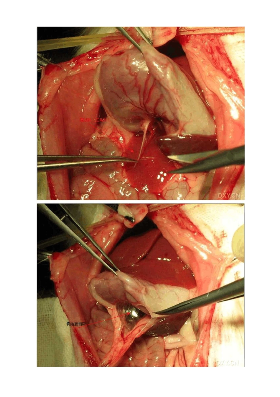 (完整版)大鼠肝脏解剖图解_第3页