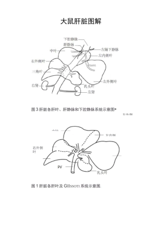 (完整版)大鼠肝脏解剖图解