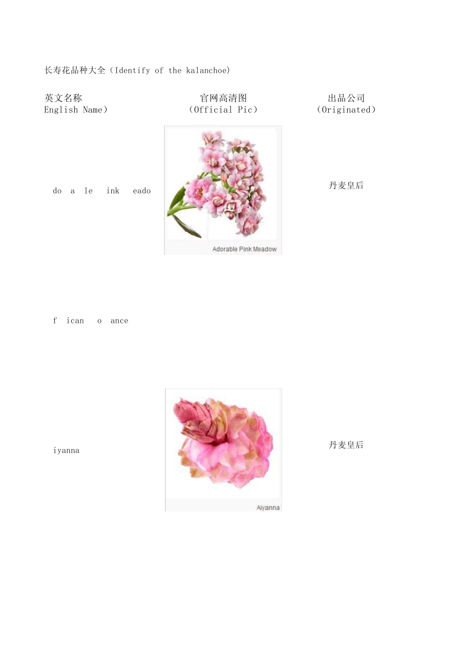 已知长寿花品种_第1页