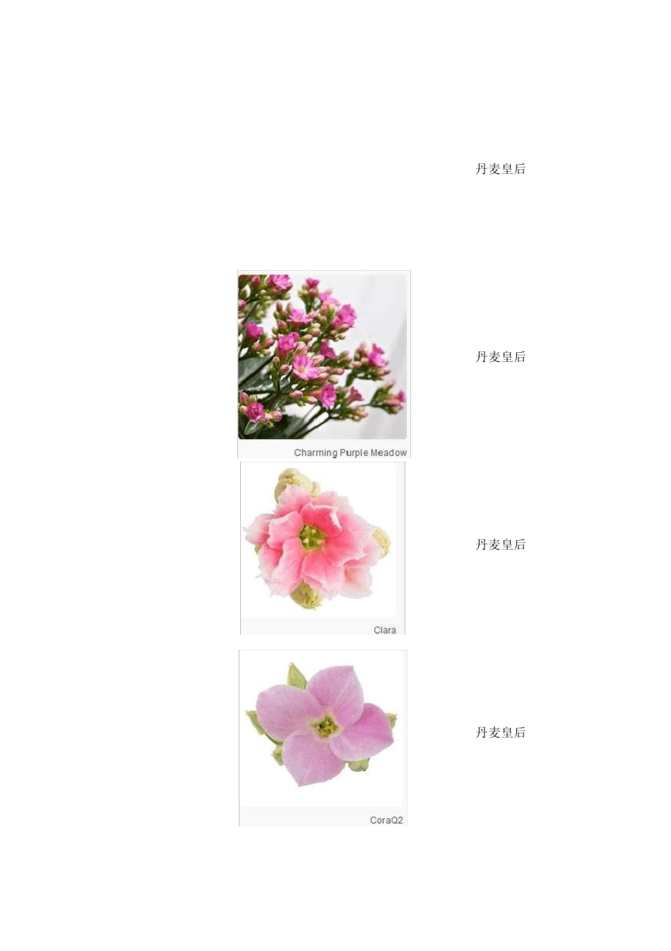 已知长寿花品种_第3页