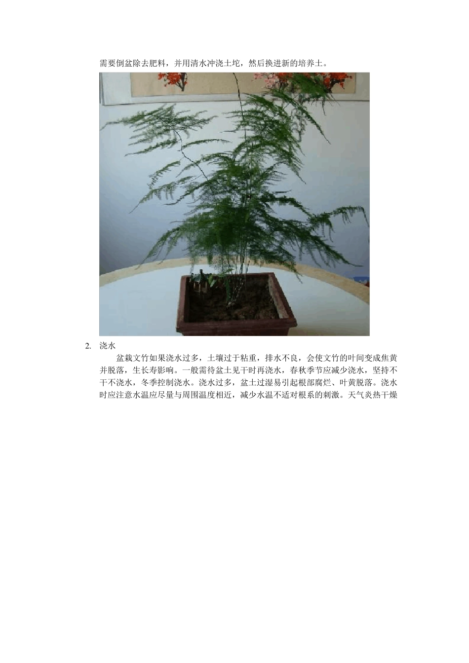 文竹的养殖方法_第2页