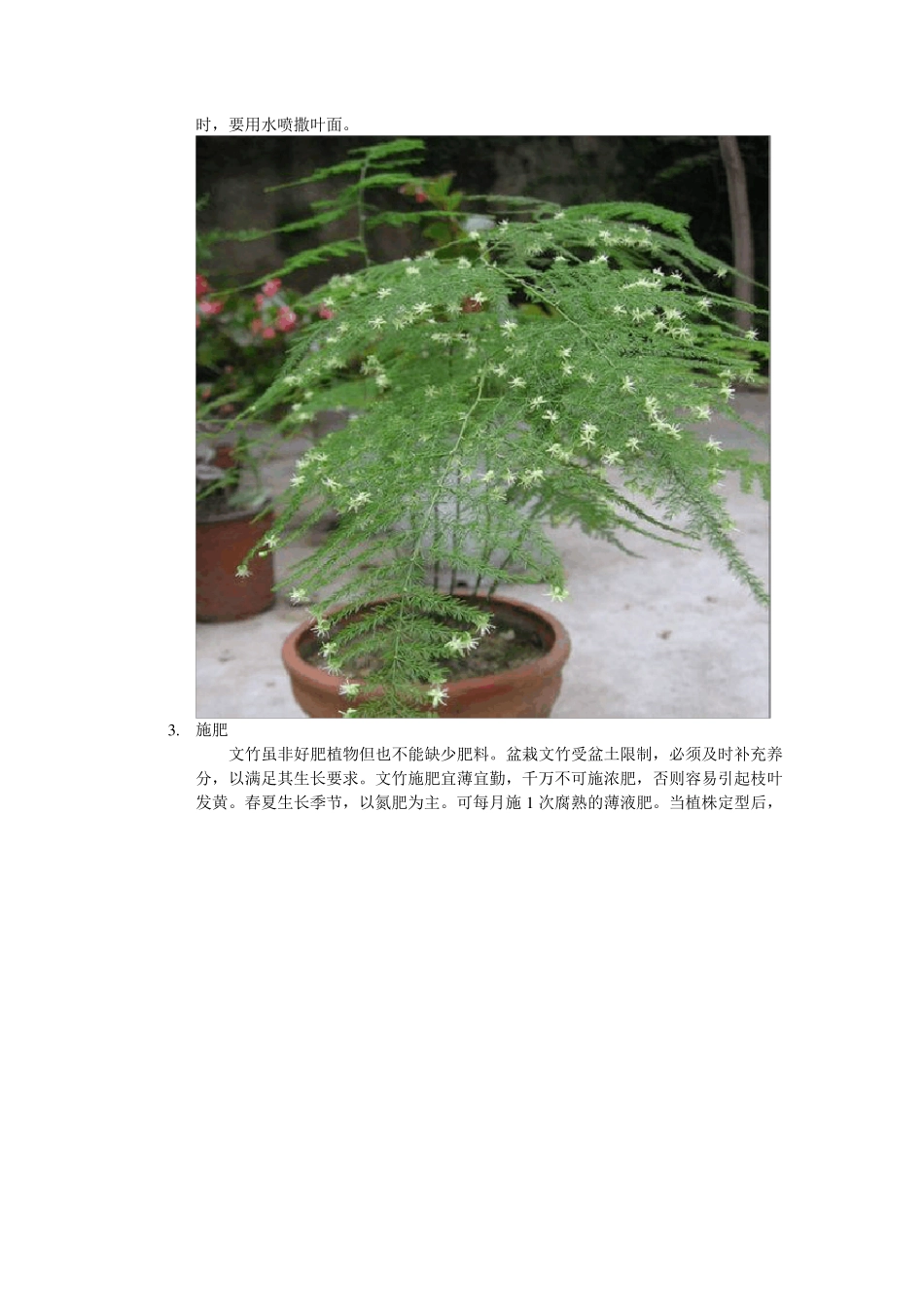 文竹的养殖方法_第3页