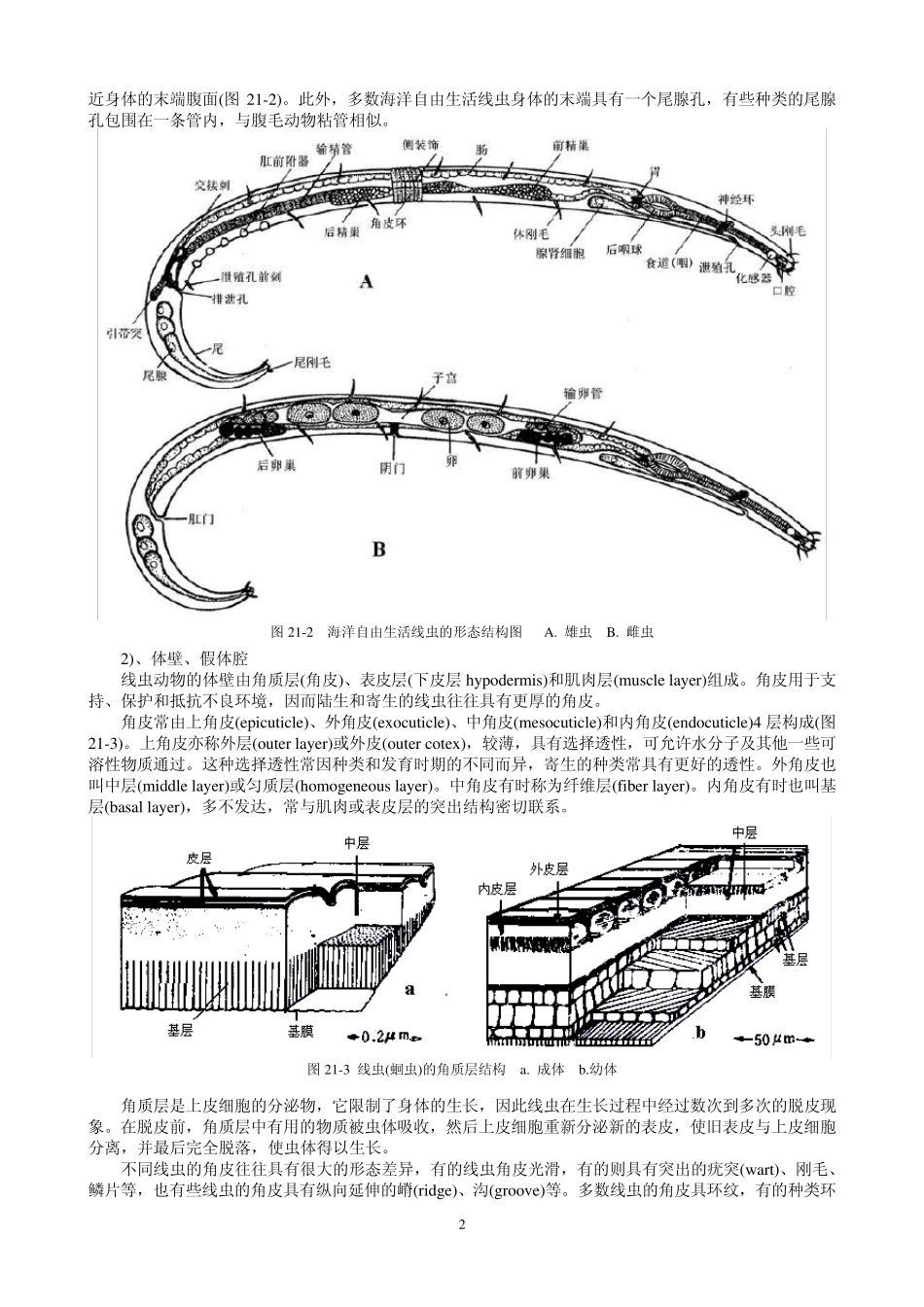 海洋生物学无脊椎动物2126_第2页