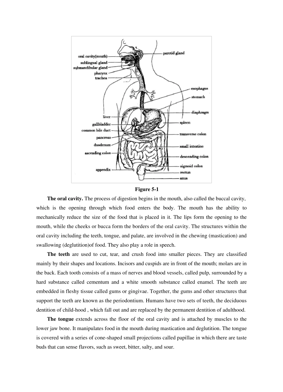 消化系统专业英语_第2页