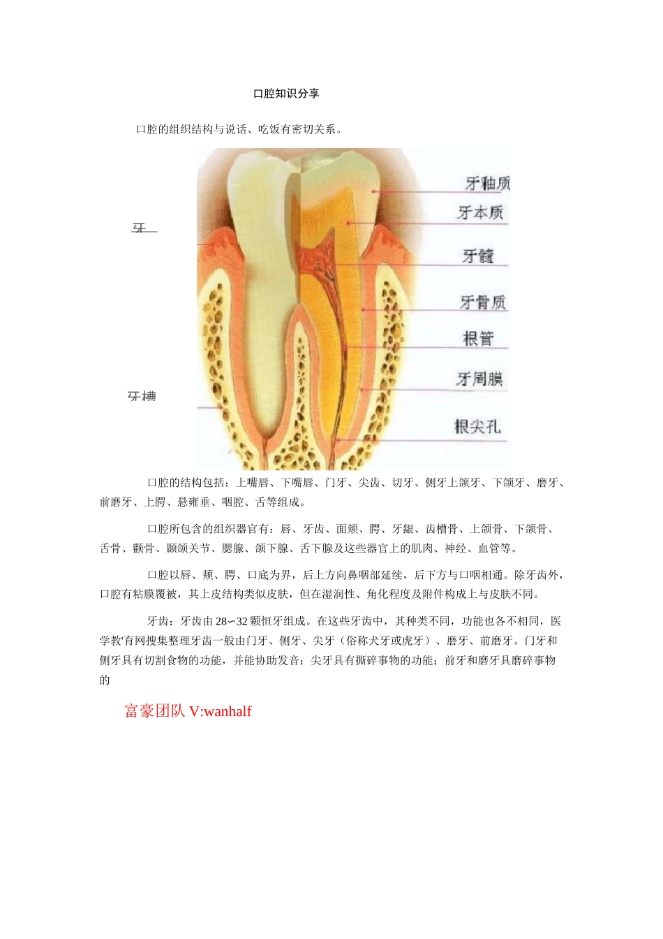-口腔知识大全_第1页