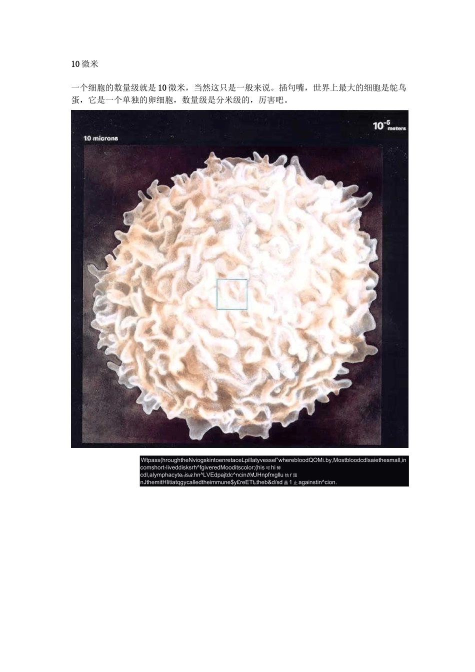 细胞及原子结构图_第1页