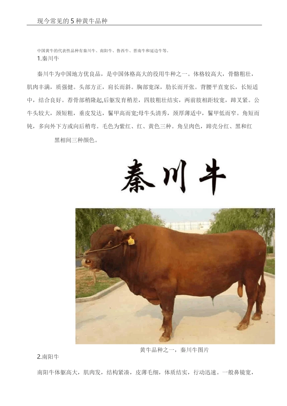 黄牛品种介绍及图片大全_第3页