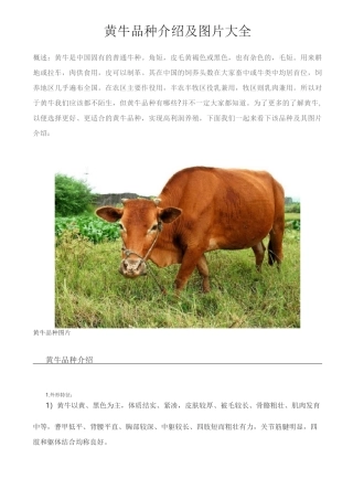 黄牛品种介绍及图片大全