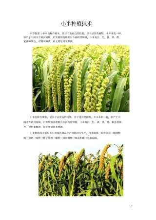 小米种植技术分析