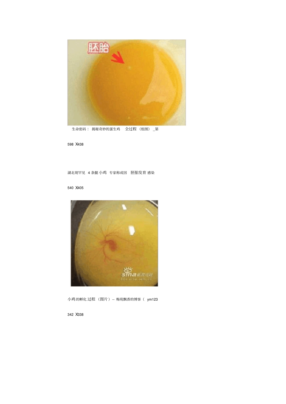 小鸡孵化过程_第2页
