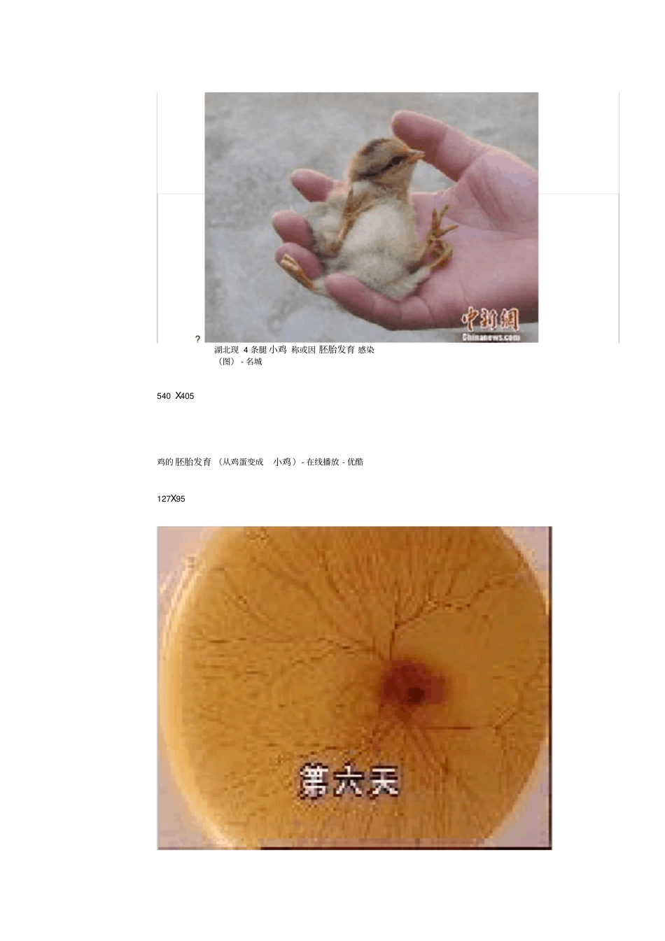 小鸡孵化过程_第3页