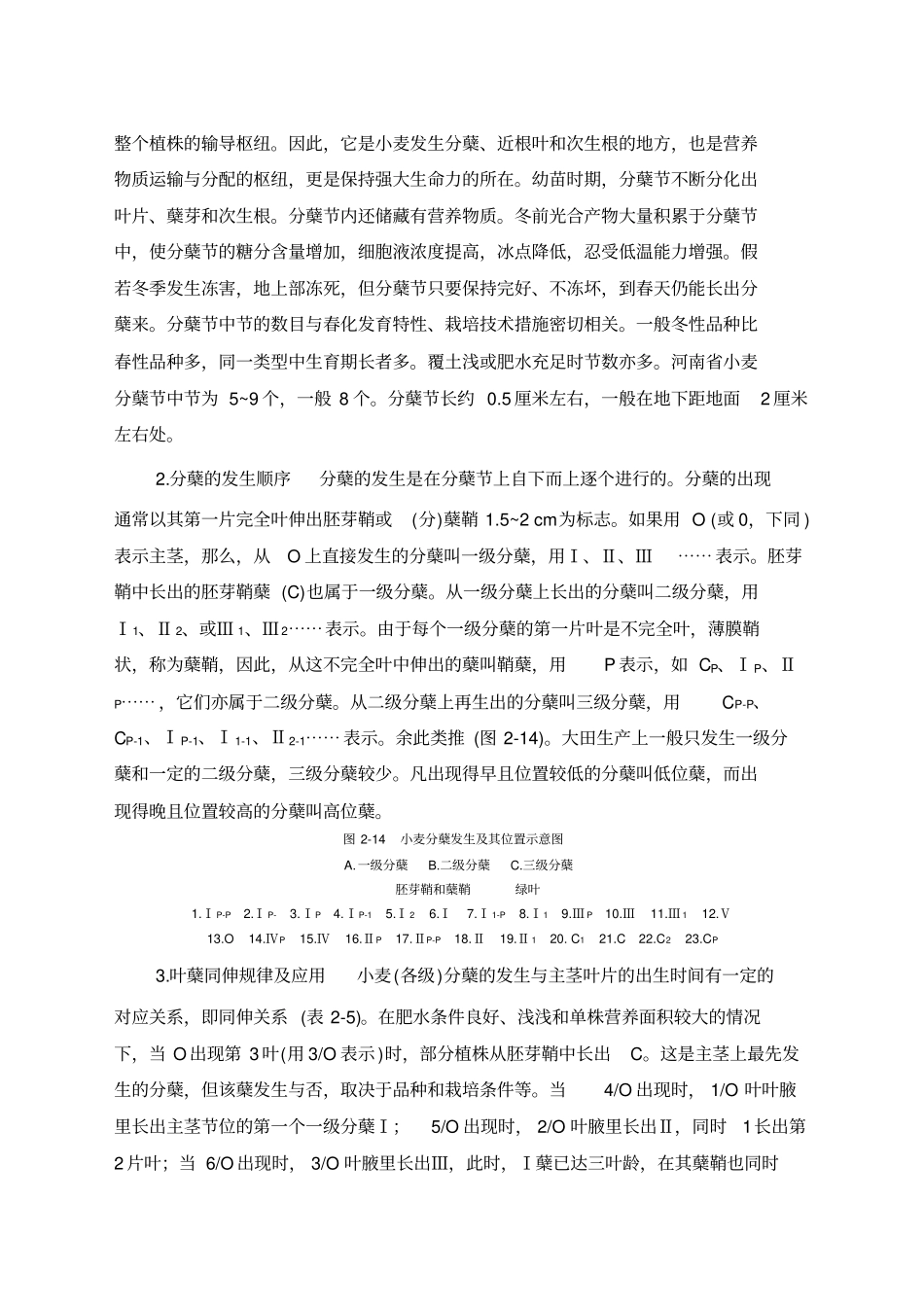 小麦分蘖规律与成穗_第2页