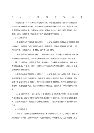 小麦分蘖规律与成穗