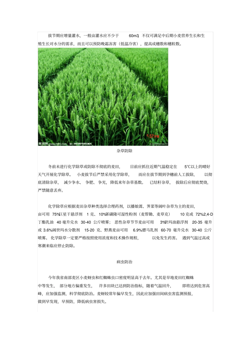 小麦中后期管理的技术_第3页